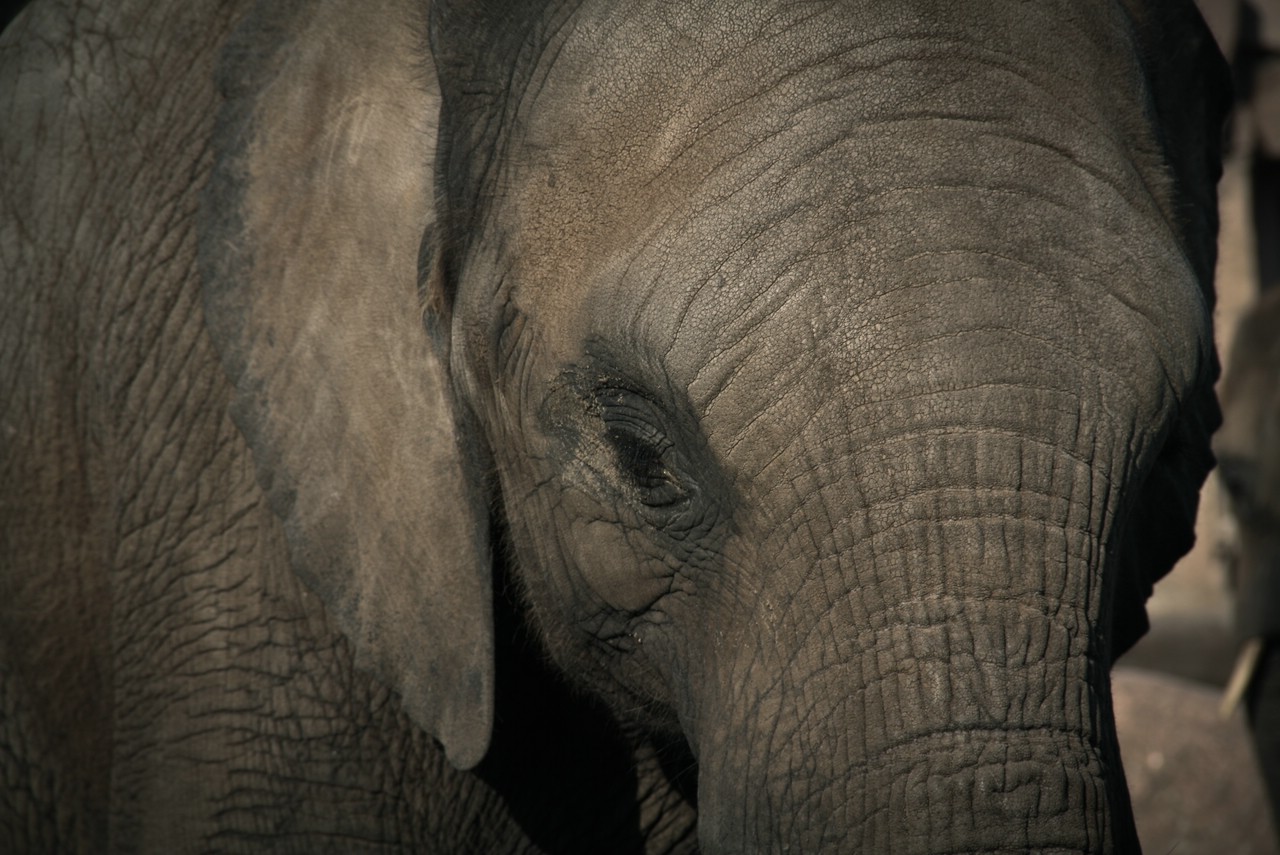 Elephant