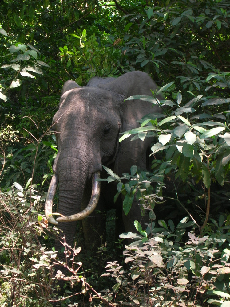 Elephant