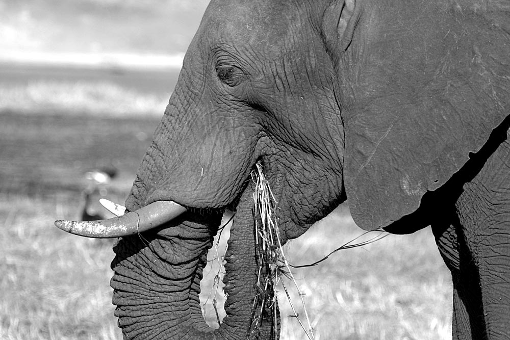 ***Elephant***