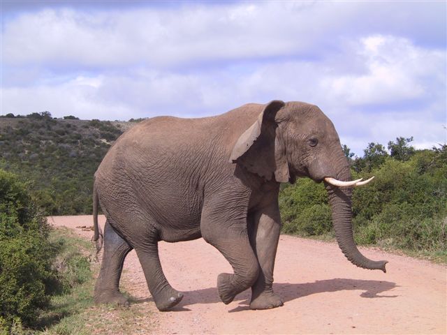 Elephant