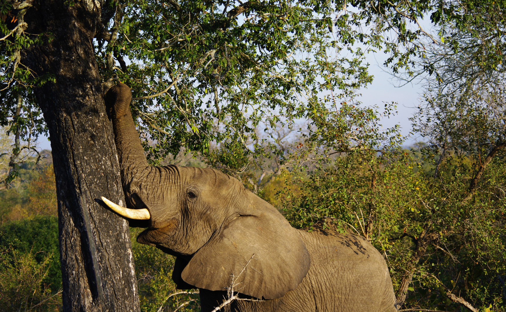 Elephant and tree in Sabi Sand