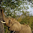 Elephant and tree in Sabi Sand