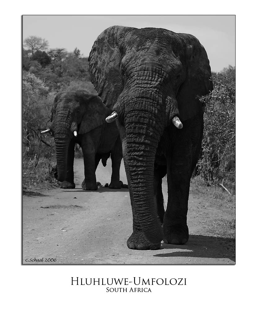 Elephant at Hluhluwe-Umfolozi National Park