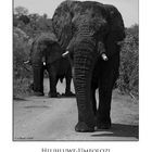 Elephant at Hluhluwe-Umfolozi National Park