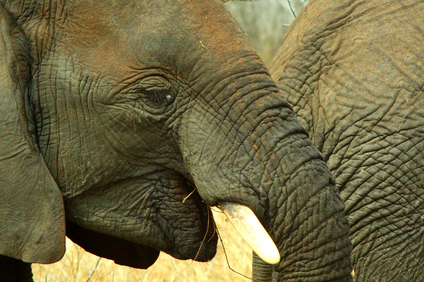 elephant at kruger n.p.