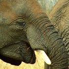 elephant at kruger n.p.