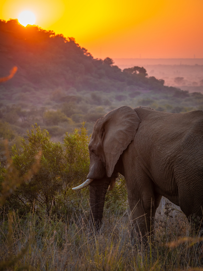 Elephant at sunrise