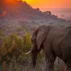 Elephant at sunrise