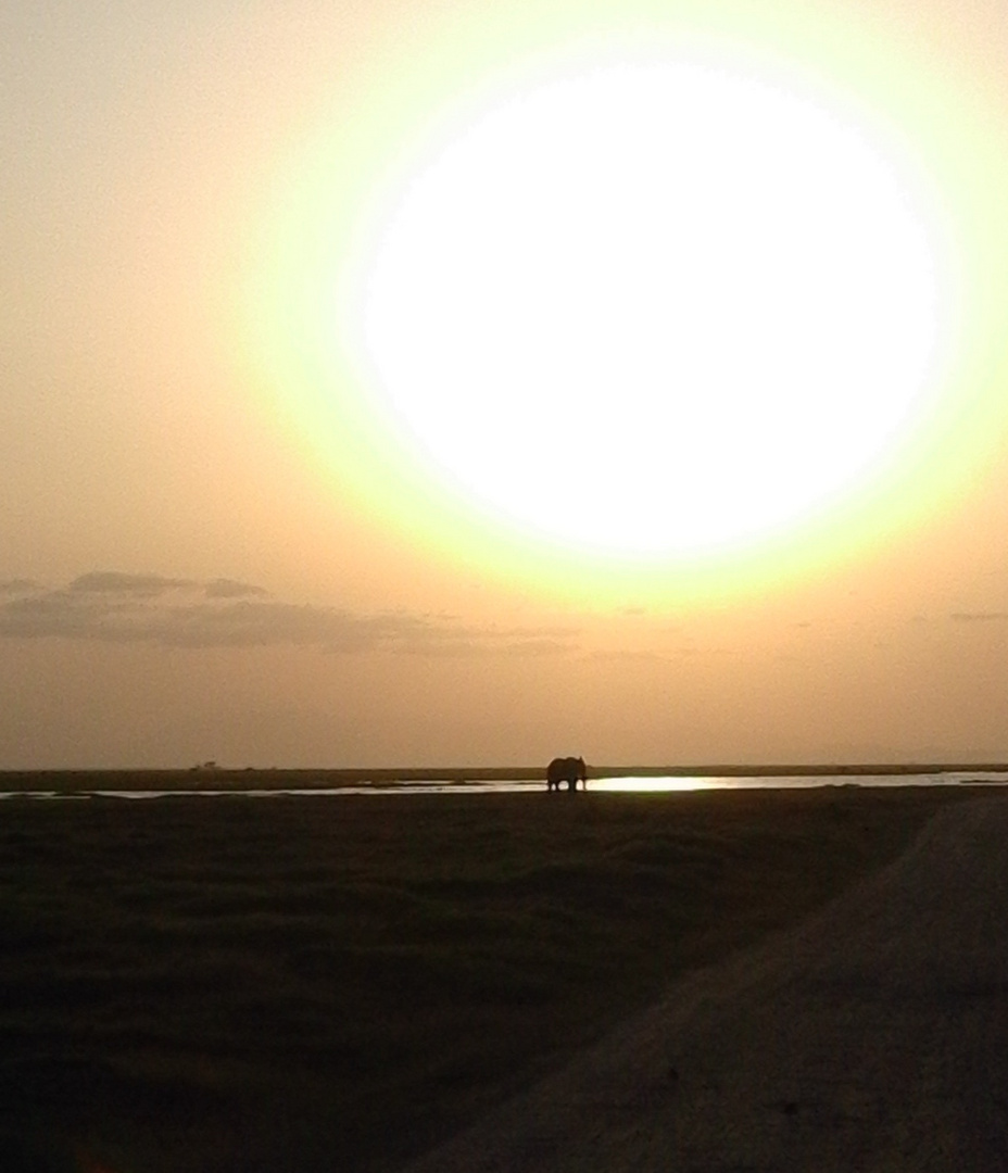 Elephant at sunset