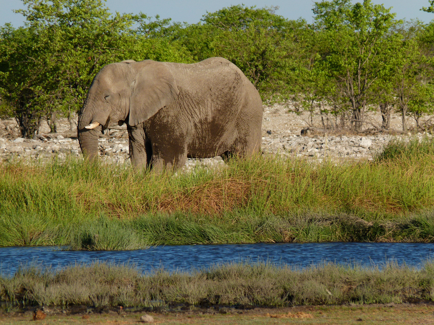 Elephant at waterhole, Etosha NP, Namibia