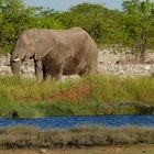 Elephant at waterhole, Etosha NP, Namibia