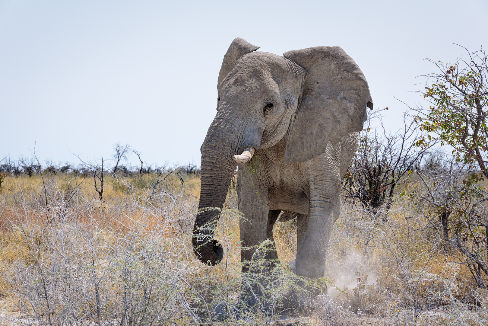 Elephant Attack