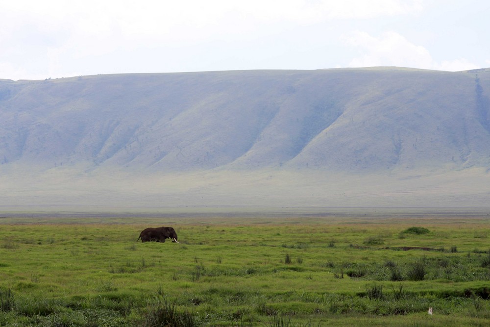 Elephant au cratère de N'Gorongoro (Tanzania)