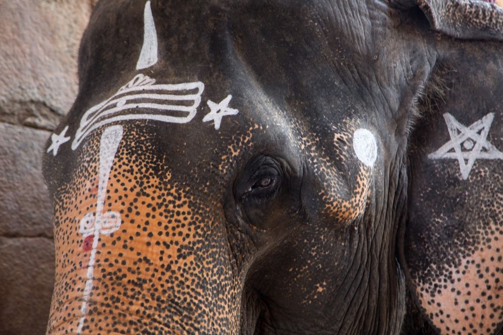 Elephant au temple de Brihadesvara, Tanjore