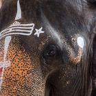 Elephant au temple de Brihadesvara, Tanjore