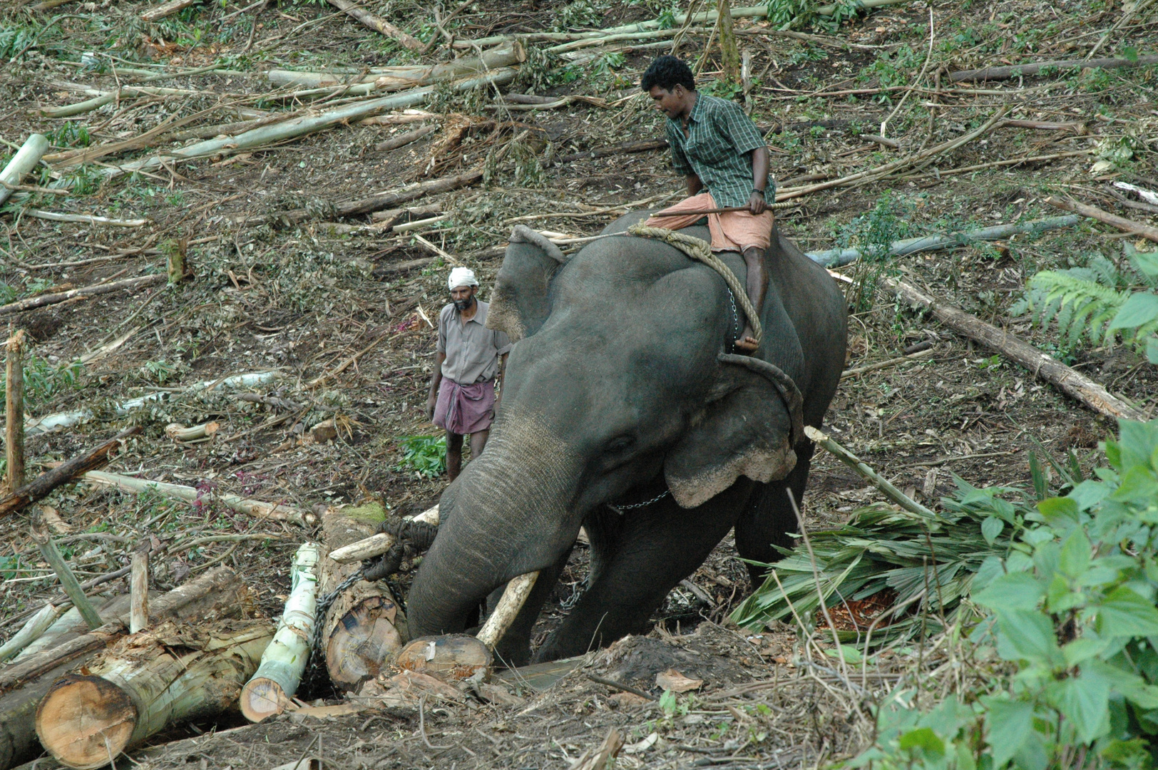 Eléphant au travail dans la région de Munnar Inde