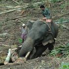 Eléphant au travail dans la région de Munnar Inde