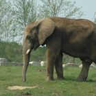 elephant au zoo de beauval