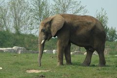 elephant au zoo de beauval