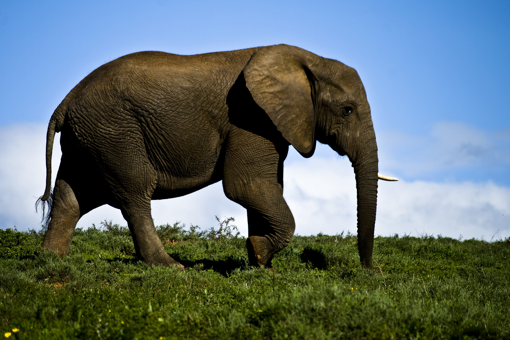 Elephant auf der Druchreise im Addo Elephant Park