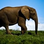 Elephant auf der Druchreise im Addo Elephant Park