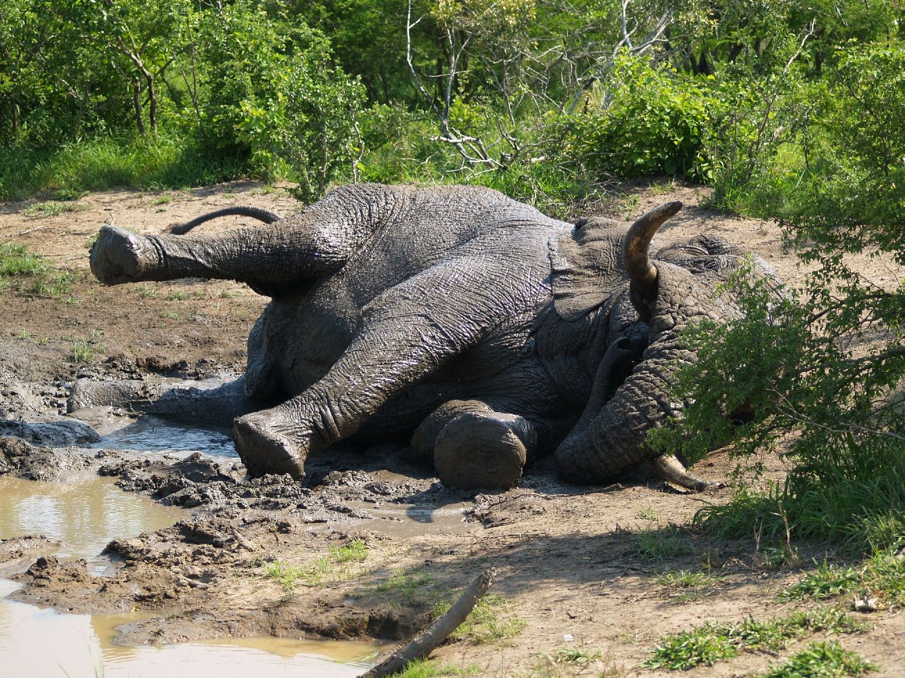 Elephant bath I