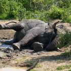 Elephant bath I