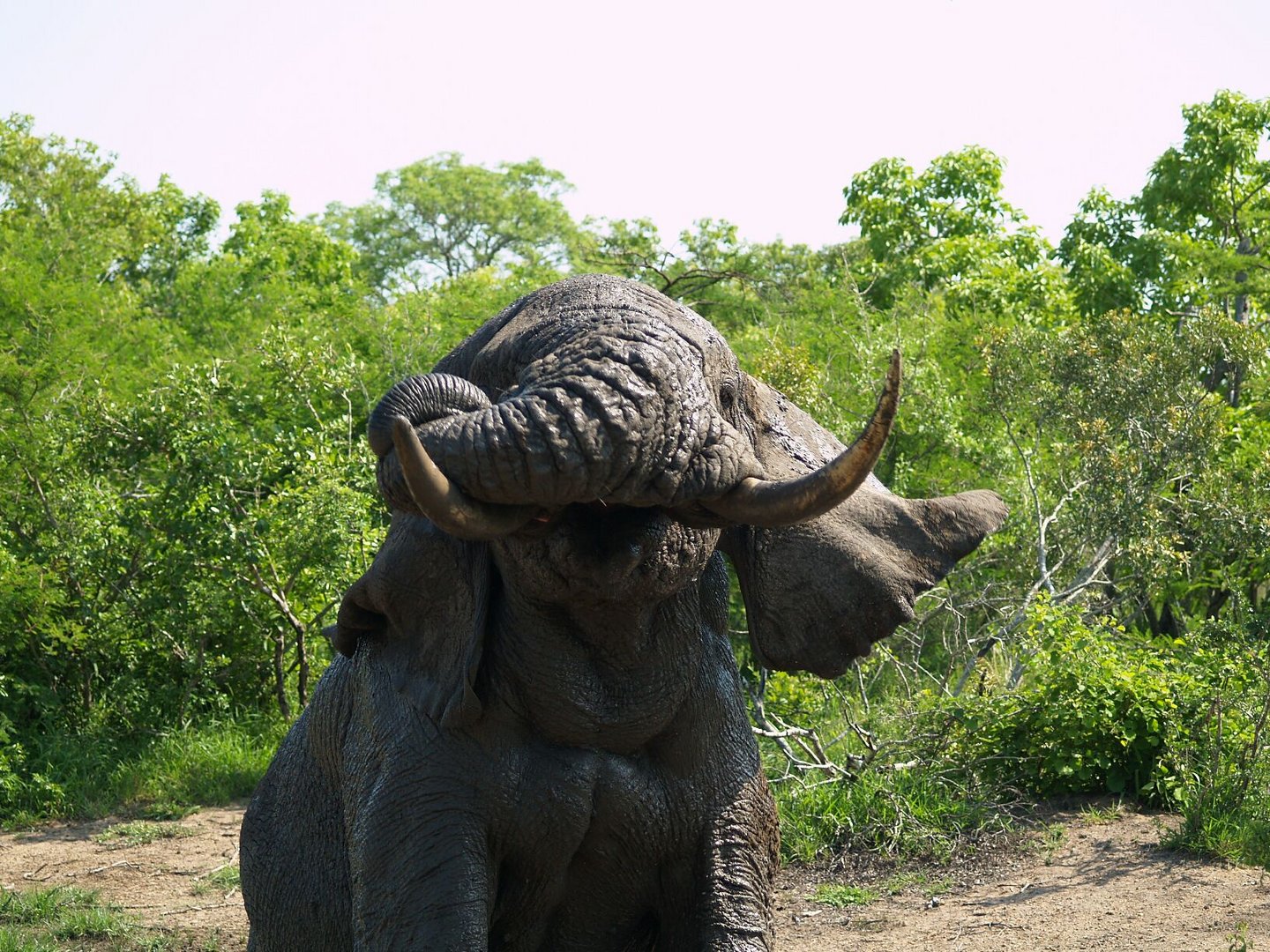 Elephant bath II