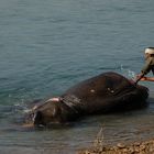 elephant bathing