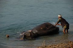 elephant bathing