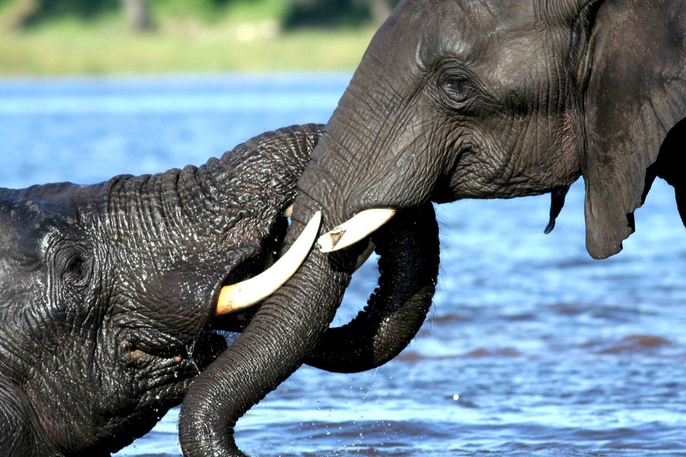 Elephant Bathing