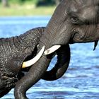 Elephant Bathing