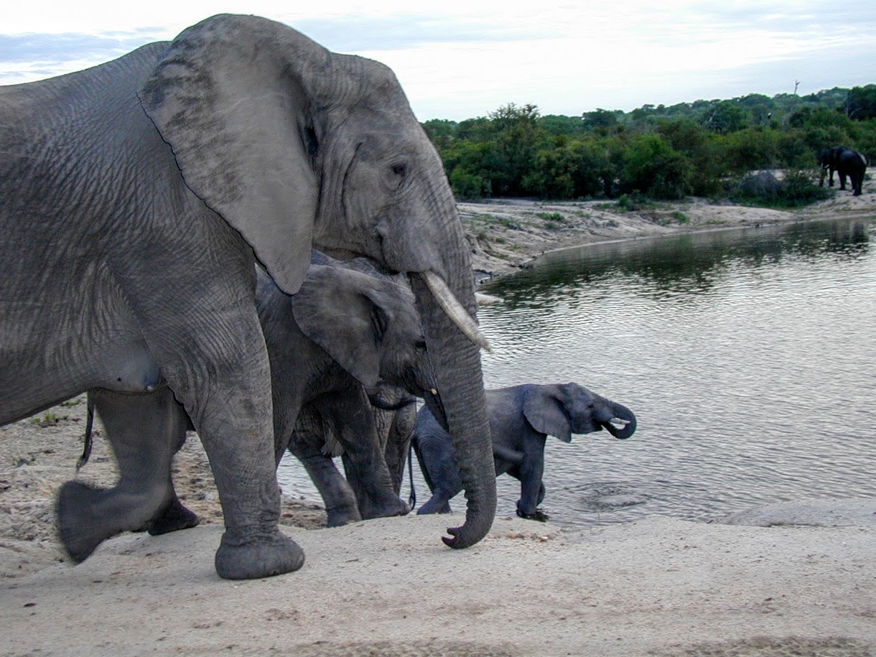 Elephant Bathtime