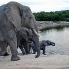 Elephant Bathtime