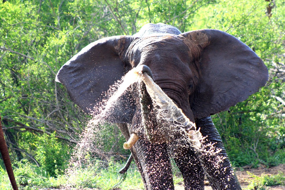 Elephant blowing