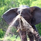 Elephant blowing