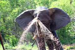 Elephant blowing