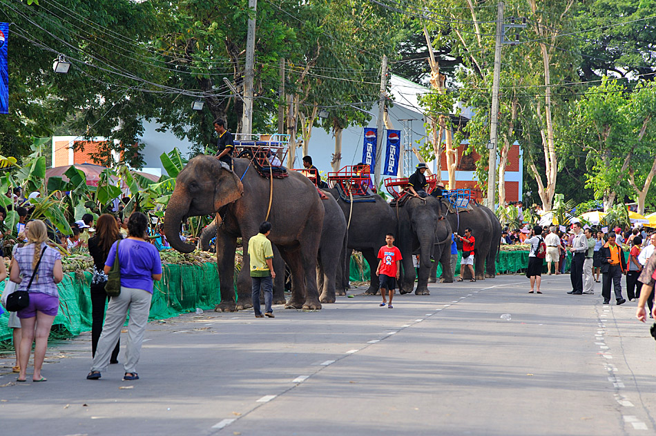 Elephant Buffet I