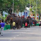 Elephant Buffet I