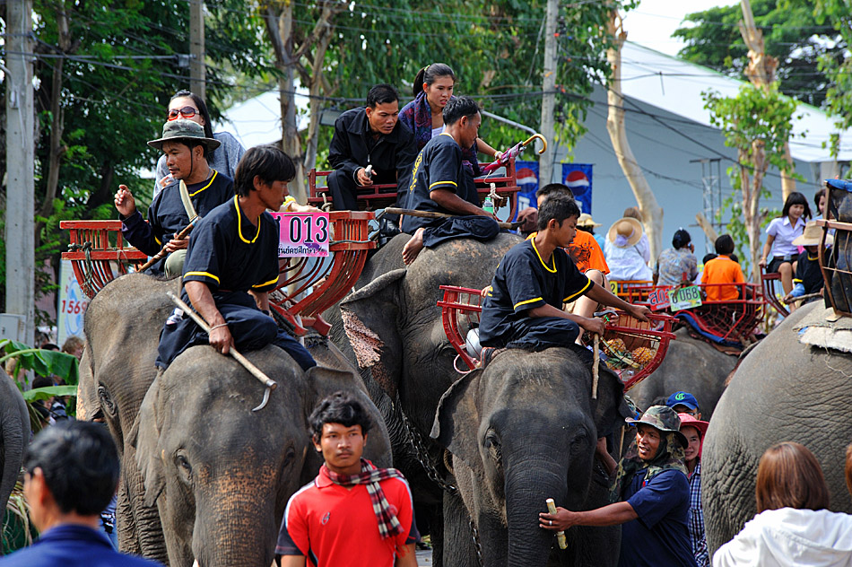 Elephant Buffet IV