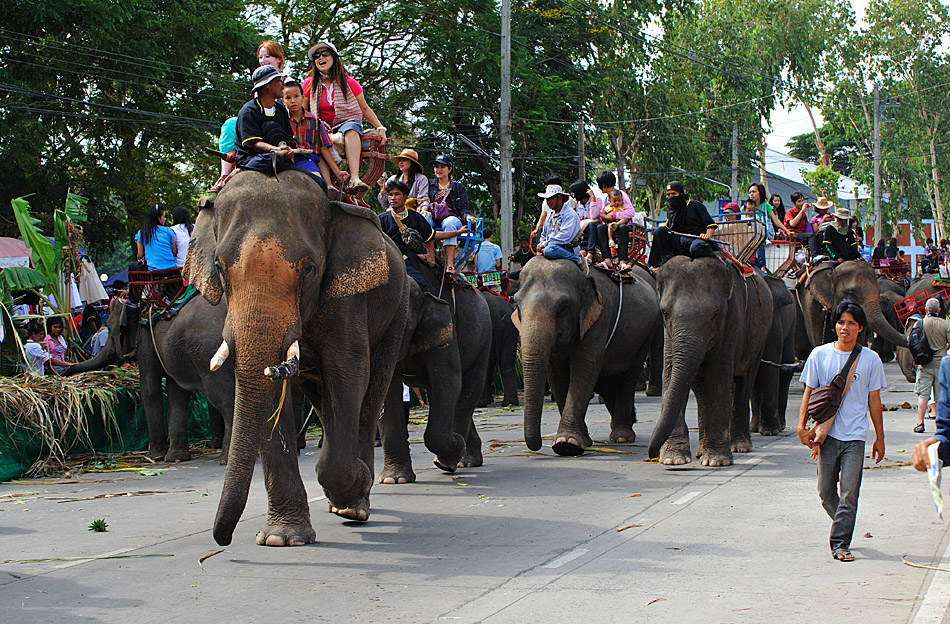 Elephant Buffet V