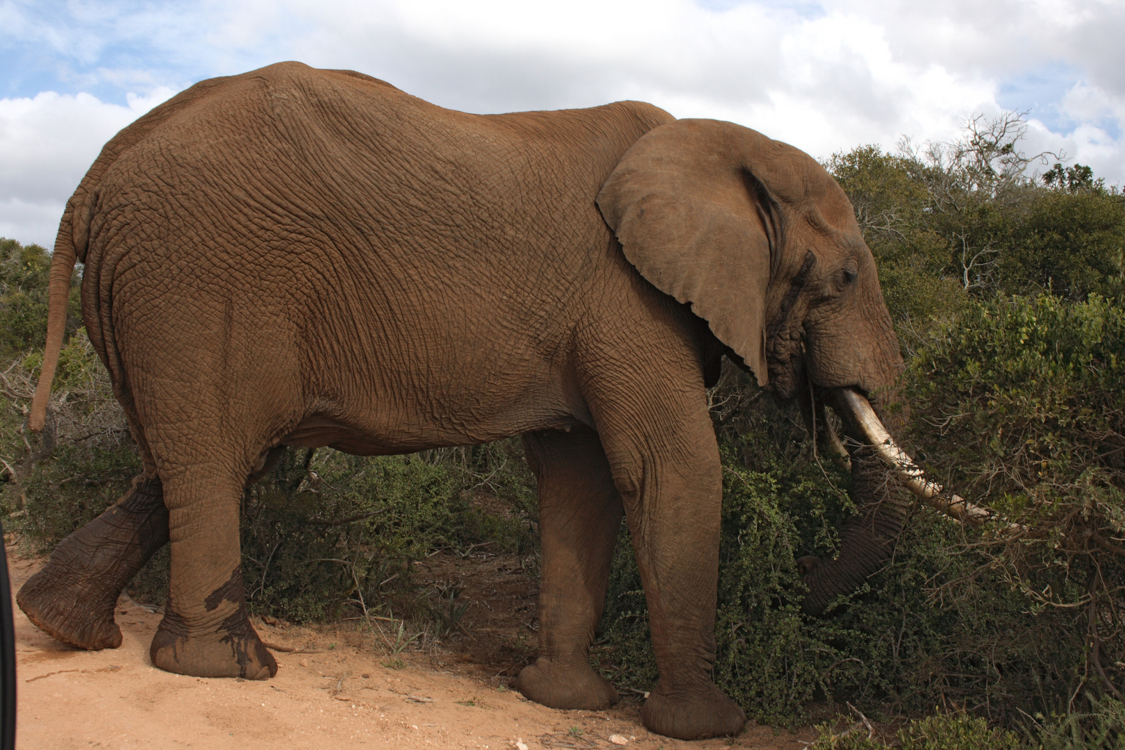 elephant bull in musth