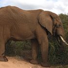 elephant bull in musth