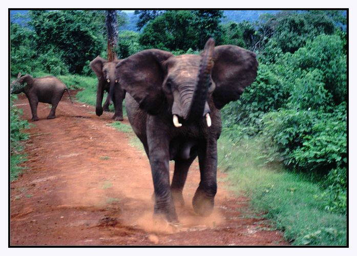 Elephant Charge, Aberdaree National Park, Kenya