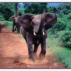 Elephant Charge, Aberdaree National Park, Kenya