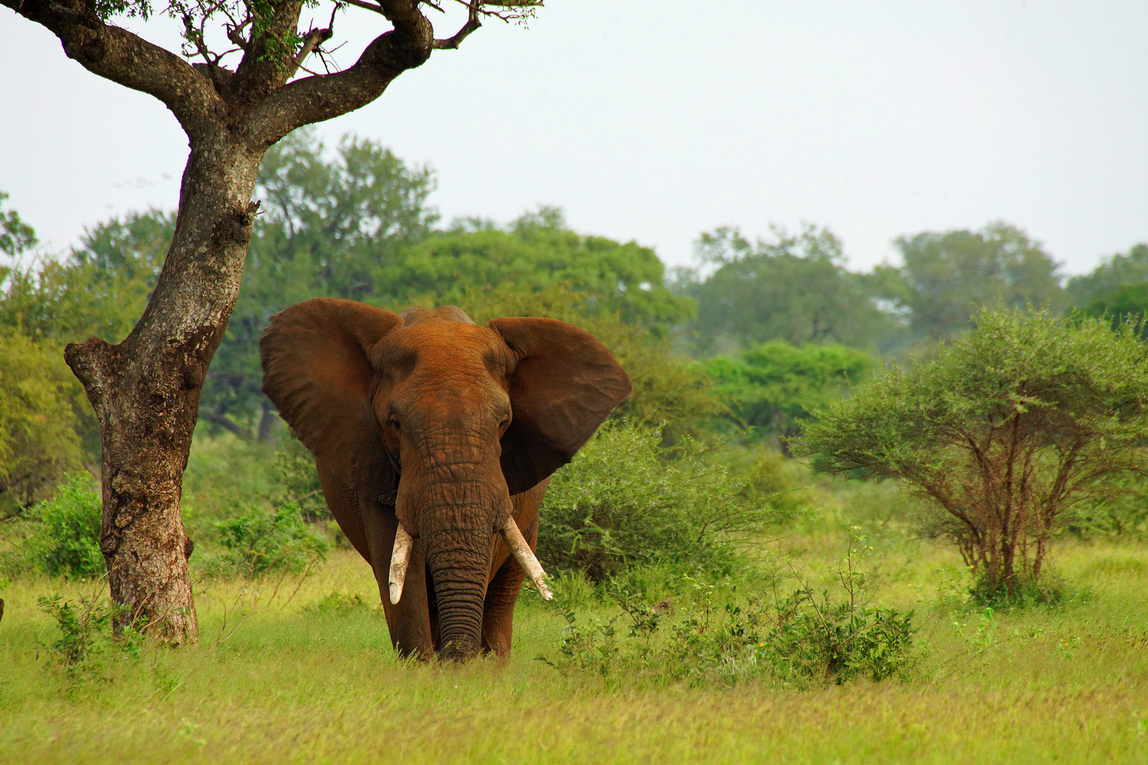 Elephant close to Satara restcamp, Kruger NP