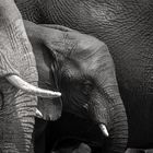 Elephant - Close-Up