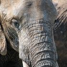 Elephant closeup