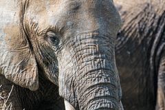 Elephant closeup