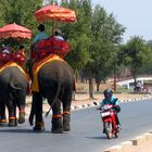 elephant crossing...